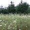 Daucus carota; Picea rubens