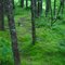 forest path