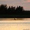 Heron on the beach