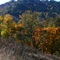 fall colors in Blacktail Basin