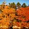 Fall foliage