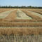 Northern Crop Field September 2008