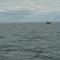 baleine