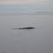 Ballena en el rio San Lorenzo