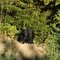 Black Bear (Female); Bearwatching at Domaine de nos Ancêtres; Sacré-Coeur, Tadoussac, Québec (Info on page 1)