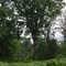 Elm Tree