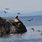 Sea Lions & Oystercatchers on Mitlenatch Island British Columbia