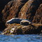Nursing Seal at Mitlenatch Island British Columbia