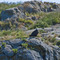 Bald Eagle Mitlenatch Island