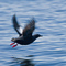 Pigeon Guillemot in flight