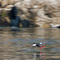 Pigeon Guillemot preparing to land