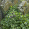 Island vegetation in the fall 2