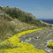 Wildflowers in the spring, creeping sedum