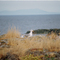 Mitlenatch Island Gulls Near Campbell River British Columbia