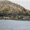 Mitlenatch Island Seals Near Campbell River British Columbia