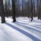 The morning forest with snow