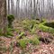 Bayview Escarpment Provincial Nature Reserve