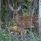 Whitetail Deer fawn