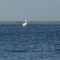 Candle Lake Pelican