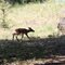 Baby Fawn