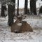 White Tailed Buck