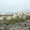 Fluffy little things on the Limestone Barrens