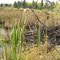Beaver Lake