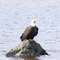 Eagle In Peter'sArm