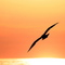Seagull at dusk