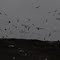 Eagles & Friends Soaring over the Dump