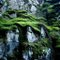 Moss covered rocks
