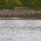 Cormorant's on a Log