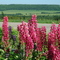 Lupins, Corn Hill, New Brunswick