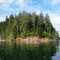 Comox Lake - Arbutus Trees