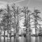 Cypress Swamp Trees