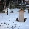 Pine Siskins