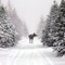 moose on railbed near thorburn