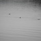 Loon's, Smith Sound, Trinity Bay