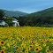 Sun Flowers, Nova Scotia