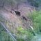 Abandoned gold mine; opening is only about 3' square.