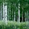 Elkhead Mountains, Hahn's Peak Wilderness, CO 2