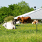 Brahman Cattle Mexia Texas