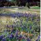 East Texas in Spring*