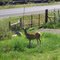 Deer out my back window