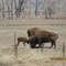 American Bison "Buffalo"