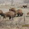 American Buffalo