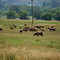 Elk grazing in Colorado
