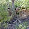 Remains of the Toll House in Tollgate Canyon