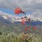 GoreRangefromPtarmiganWilderness