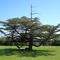 Cedar of Lebanon